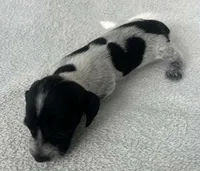 Spotted girl , a female Dachshund for sale in Lakeland, FL – 3 of 8