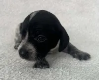 Spotted girl , a female Dachshund for sale in Lakeland, FL – 4 of 8