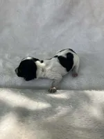 Spotted girl , a female Dachshund for sale in Lakeland, FL – Photo 2 of 4