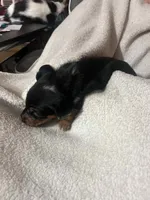 Black & Tan Boy #3, a male Dachshund for sale in Lakeland, FL – 2 of 7