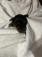 Black & Tan boy, a male Dachshund for sale in Lakeland, FL – 2 of 7