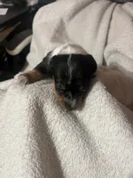 Black & Tan Girl #2, a female Dachshund for sale in Lakeland, FL – 2 of 7