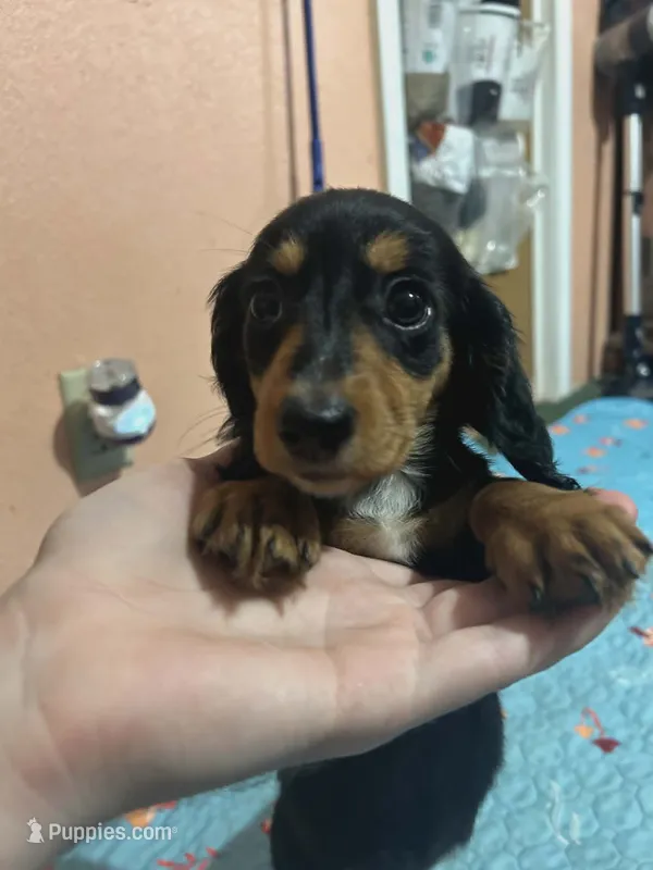 Black & Tan boy – Dachshund puppy for sale in Lakeland, FL