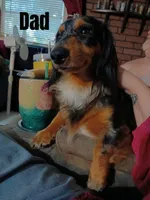 Black & Tan Girl #2, a female Dachshund for sale in Lakeland, FL – 7 of 7