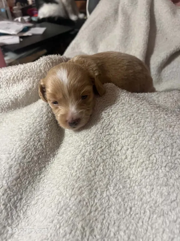 Cream colored boy – Dachshund puppy for sale in Lakeland, FL