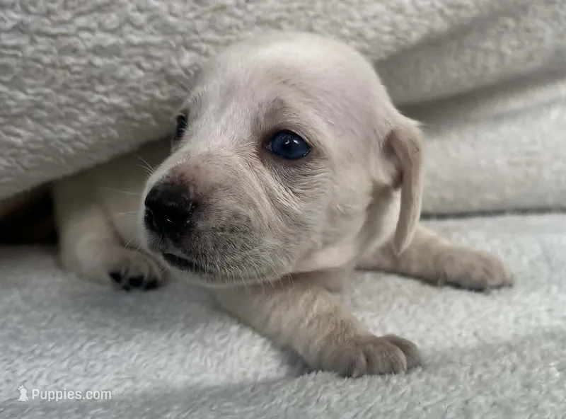 White girl – Dachshund puppy for sale in Lakeland, FL