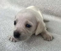 White girl, a female Dachshund for sale in Lakeland, FL – 2 of 7