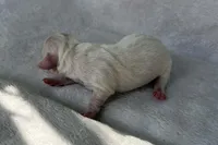 White girl, a female Dachshund for sale in Lakeland, FL – Photo 3 of 5