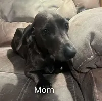 White girl, a female Dachshund for sale in Lakeland, FL – Photo 4 of 5