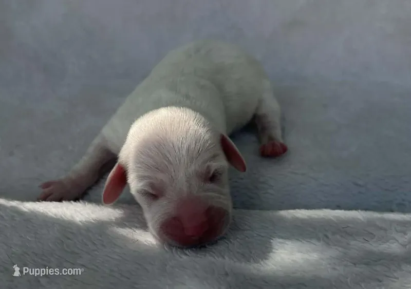 White girl, a female Dachshund for sale in Lakeland, FL – Photo 1 of 5