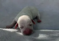 White girl, a female Dachshund for sale in Lakeland, FL – Photo 1 of 5