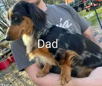 White girl, a female Dachshund for sale in Lakeland, FL – Photo 5 of 5