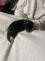 Black & Tan Girl, a female Dachshund for sale in Lakeland, FL – 3 of 7