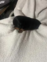 Black & Tan Girl, a female Dachshund for sale in Lakeland, FL – 4 of 7