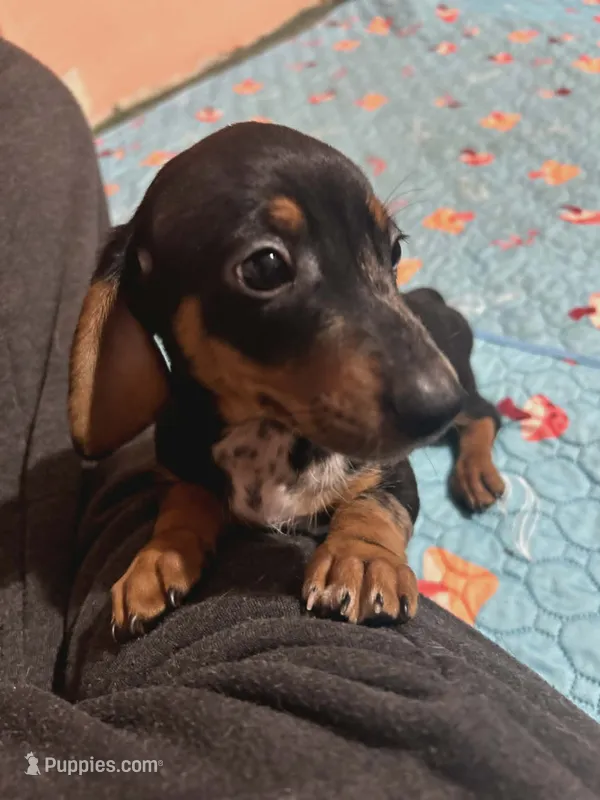Black & Tan Boy #3 – Dachshund puppy for sale in Lakeland, FL