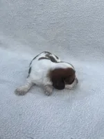 processed/554d30aa-18a9-4f32-a1f0-45bf8be4b4e9/listing/d3467e49-686f-4249-a763-e70e0d19d1a4/84d3a9c0-2d23-4672-b681-388efd5051da