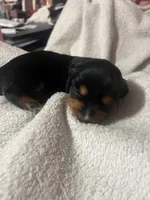 Black & Tan Girl, a female Dachshund for sale in Lakeland, FL – 2 of 7