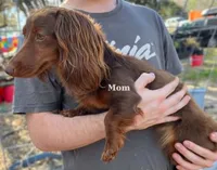 Cream colored boy, a male Dachshund for sale in Lakeland, FL – 6 of 7