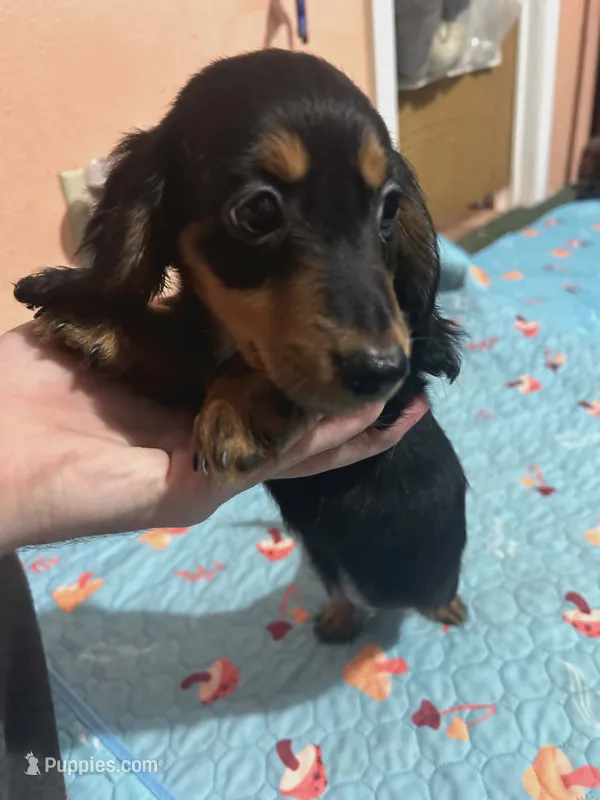 Black & Tan Girl – Dachshund puppy for sale in Lakeland, FL