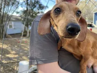 Cookie, a female Dachshund for sale in Lakeland, FL – Photo 1 of 2