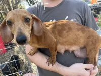 Cookie, a female Dachshund for sale in Lakeland, FL – Photo 2 of 2