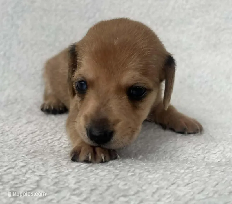 Brown boy – Dachshund puppy for sale in Lakeland, FL