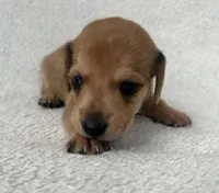 Brown boy, a male Dachshund for sale in Lakeland, FL – 1 of 7