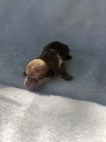 Brown boy, a male Dachshund for sale in Lakeland, FL – Photo 3 of 5