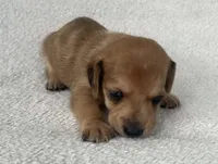 Brown boy, a male Dachshund for sale in Lakeland, FL – 2 of 7
