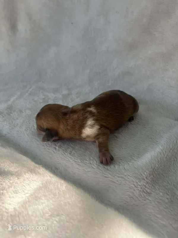 Brown boy – Dachshund puppy for sale in Lakeland, FL