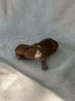 Brown boy, a male Dachshund for sale in Lakeland, FL – Photo 1 of 5