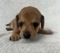 Brown boy, a male Dachshund for sale in Lakeland, FL – 4 of 7