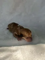 Brown boy, a male Dachshund for sale in Lakeland, FL – Photo 2 of 5