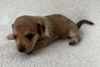 Brown boy, a male Dachshund for sale in Lakeland, FL – 5 of 7