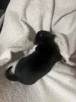 Black & Tan Boy #3, a male Dachshund for sale in Lakeland, FL – 4 of 7