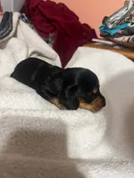 Black & Tan boy #2, a male Dachshund for sale in Lakeland, FL – 2 of 7