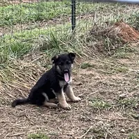 Sable, a female German Shepherd Dog for sale in Anderson, SC – Photo 1 of 2