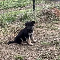 Sable, a female German Shepherd Dog for sale in Anderson, SC – Photo 2 of 2