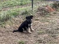 Sable, a female German Shepherd Dog for sale in Anderson, SC – Photo 2 of 2