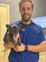 Fat girl, a female French Bulldog for sale in Midland City, AL – 8 of 10