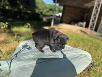 Fat girl, a female French Bulldog for sale in Midland City, AL – 6 of 10
