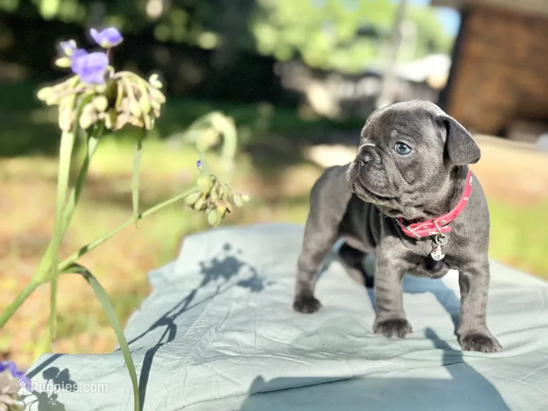 Fat girl – French Bulldog puppy for sale in Midland City, AL
