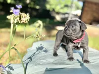 Fat girl, a female French Bulldog for sale in Midland City, AL – 1 of 10
