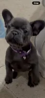 Fat girl , a female French Bulldog for sale in Midland City, AL – 5 of 10