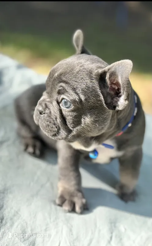 Fat boy  – French Bulldog puppy for sale in Midland City, AL