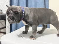 Fat boy , a male French Bulldog for sale in Midland City, AL – 8 of 10