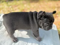 Fat boy , a male French Bulldog for sale in Midland City, AL – 9 of 10