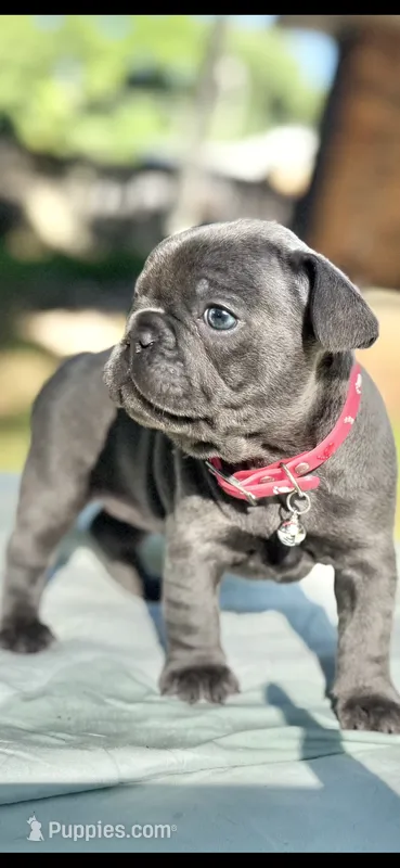 Fat girl  – French Bulldog puppy for sale in Midland City, AL