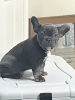 Fat boy , a male French Bulldog for sale in Midland City, AL – 10 of 10