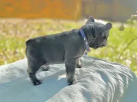 Fat boy , a male French Bulldog for sale in Midland City, AL – 3 of 10